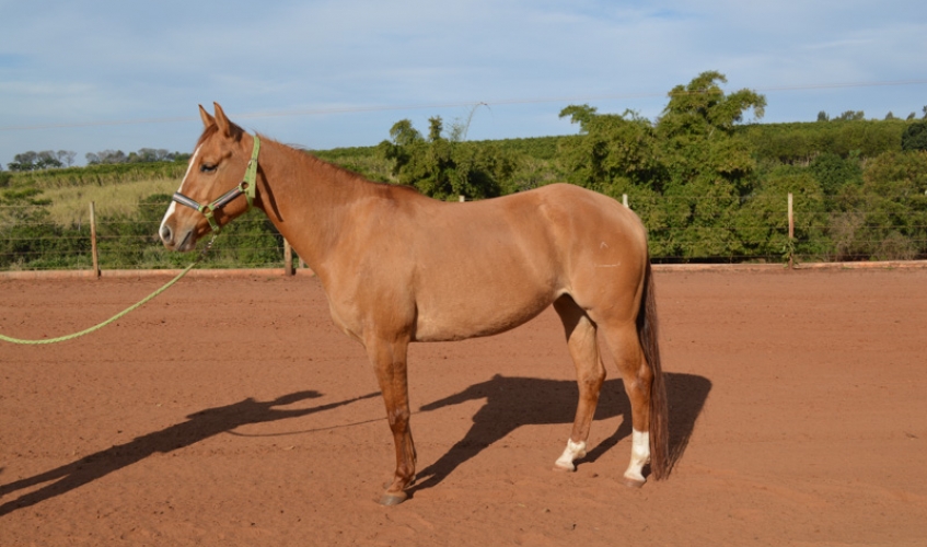 Equino - MISS ACRE DUAL