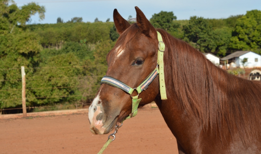 Equino - JAZZ POR SISSY R13 