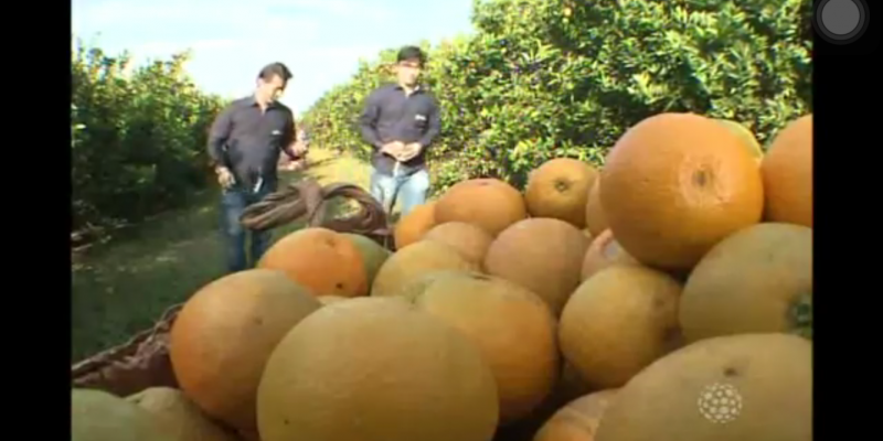 Início da colheita de laranja no Norte do Paraná